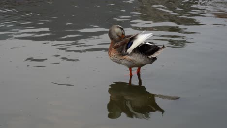 Eine-Ente,-Die-Im-Seichten-Wasser-Steht-Und-Ihre-Federn-In-Der-Späten-Nachmittagssonne-Putzt