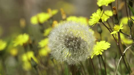 White-dandelion-blossom-resisting-spring-wind-surrounded-by-yellow-flowers