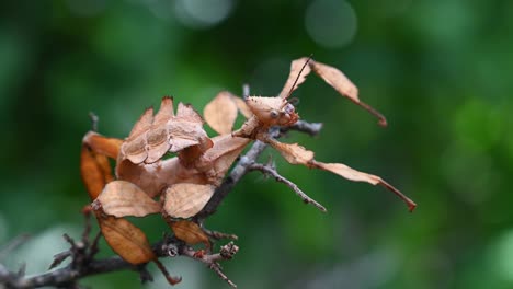 Insecto-Palo-Espinoso-Gigante,-Extatosoma-Tiaratum