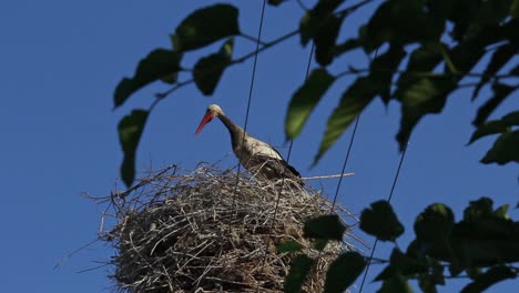 Juvenile-stork-look-around-standing-in-nest-with-sparrows-in-dry-twigs