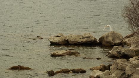 White-Great-Egret-flying-over-cliffs-of-lake-shore,-quiet-spot-of-wildlife
