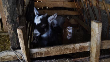 Cute-baby-goats-inside-wood-fence-waiting-for-breastfeeding-time