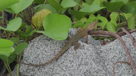 Wildlife-changeable-lizard-leaving-out-from-the-rock-stone