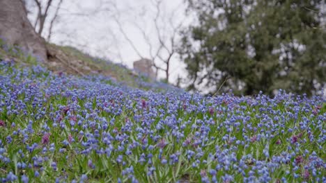 Blaue-Leberblümchen-Blühen-Auf-Einem-Hügel-Mit-Bäumen-Im-Hintergrund