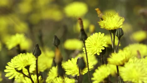 Flores-Con-Pétalos-Amarillos-En-Brisa-Ligera,-Hermoso-Fondo-Floreciente