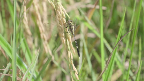Close-up-a-dragonfly-stand-on-wheat-or-paddy-plant-at-paddy-rice-field