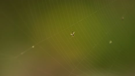 Cobweb-with-dead-insects-on-green-background,-spider-net-on-breeze