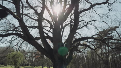 Blick-In-Einen-Riesigen-Blattlosen-Baum-Mit-Weit-Verbreiteten-Ästen-Während-Des-Sonnenuntergangs-In-Einem-Park-Im-Frühling