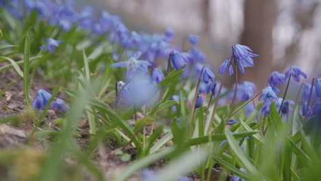 Close-up-of-Blue-Hepatica-Flowers-Waving-in-Wind