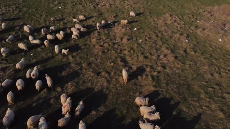 Herd-Of-Sheeps-Running.-Aerial-View