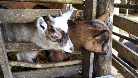 Baby-goats-with-brown-black-and-white-fur-spots,-looking-curious-inside-wood-fence