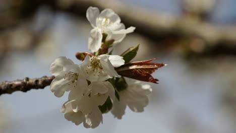 Weiße-Blumen-Blühen-Auf-Baumzweigen-Mit-Blütenblättern,-Die-Von-Einer-Leichten-Brise-Bewegt-Werden