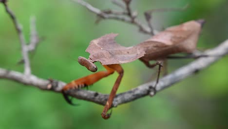 Dead-Leaf-Mantis,-Deroplatys-desiccata,-Thailand