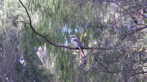 Kookaburra-sitting-on-a-dead-tree-branch-amongst-eucalyptus-trees