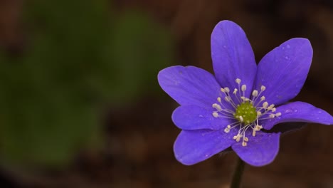 Elegante-Blume-Des-Leberblümchens,-Mehrjährig,-Früh-Im-Frühjahr-Blühend