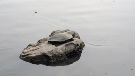 A-turtle-relaxing-on-a-rock-in-the-bright-afternoon-sunshine-on-a-lake