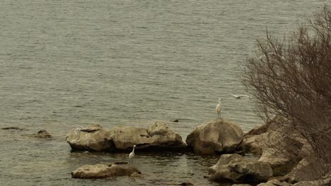 Beautiful-wild-birds-of-Great-Egret-flying-over-rocky-shore-of-lake-in-Shkoder,-Albania