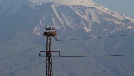 Storchenfamilie-Im-Nest-Auf-Strommast-Am-Schneebedeckten-Berg-Ararat-Hintergrund