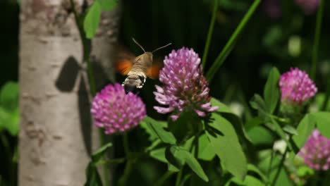Wild-Hummingbird-Hawk-Moth-feeds-on-clover-flowers-in-meadow,-close-up