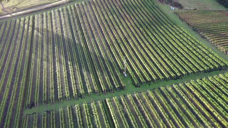 Aerial-drone-pan-over-rows-of-green-vineyard-vines-on-rural-winery-farm-field-with-low-setting-sun-on-autumn-day