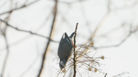 White-cheeked-Starling-Bird-Trying-To-Grab-And-Eat-Fruit-From-A-Tree-In-Tokyo,-Japan---close-up