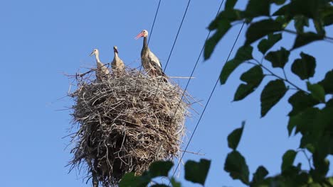 Stork-parent-with-chicks,-juvenile-birds-in-nest-protected-by-watchful-mother