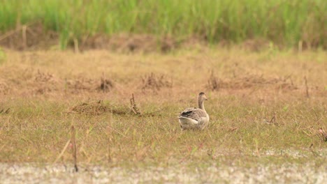 Greylag-Goose,-Anser-anser,-Thailand