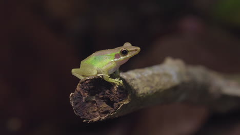 Southeast-Asian-White-lipped-Frog-is-sitting-on-a-branch-at-jungle-night,-close-up-shot