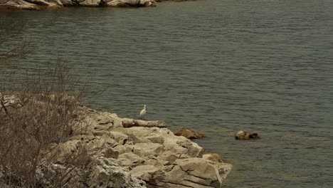 White-Great-Egret-exploring-rocky-shore-of-lake-for-nesting-on-dry-reeds