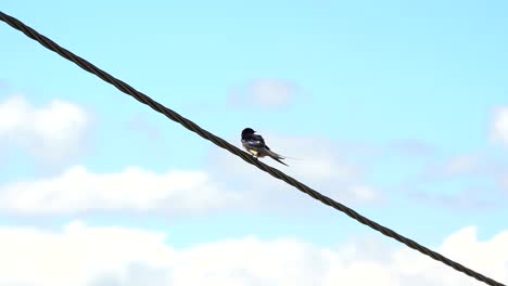 Isolated-swallow-over-diagonal-power-line-cleaning-feathers,-cloudy-sky-background