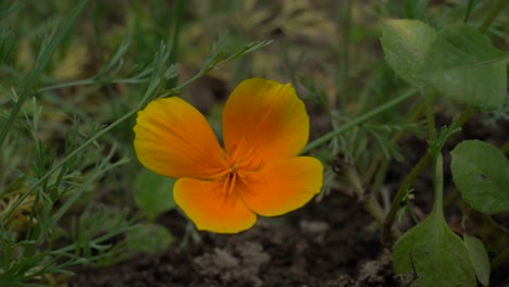 Eine-Orangefarbene-Blume,-Die-Tagsüber-Im-Freien-Im-Wind-Weht