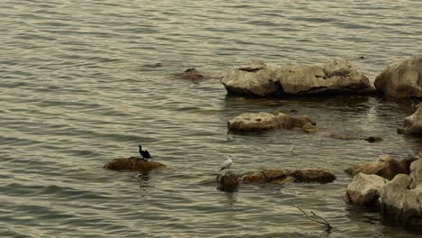 Pygmy-Cormorant-bird-flying-away-from-rocky-shore-of-lake,-leaving-gull-alone