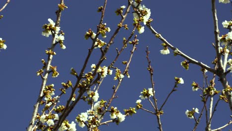 Branches-of-trees-with-blossoming-cherry-white-flowers-on-blue-sky-background