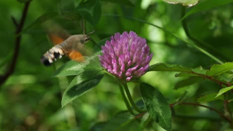 Hovering-Hummingbird-Moth-feeds-on-nectar-of-pink-clover-flower,-close-up