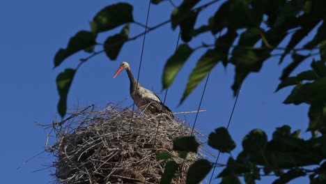 Wilder-Junger-Storch-Steht-Still-Im-Nest,-Große-Vogelwohnung-Am-Blauen-Himmelshintergrund