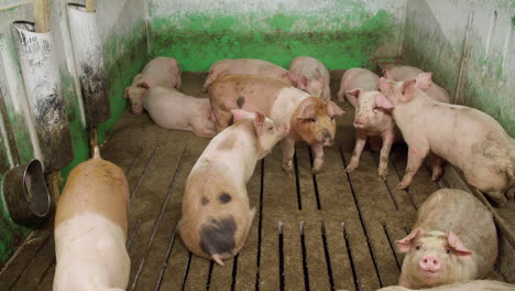 Medium-sized-pigs-eat-and-rest-on-a-pig-farm