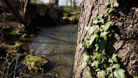 a-tree-overgrown-with-ivy-in-front-of-a-small-stream-with-clear-water-and-stones-covered-with-moss-on-the-shore