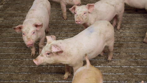 Pigs-on-livestock-farm.-Pig-farming