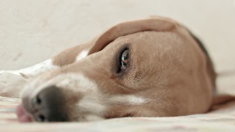 Eine-Nahaufnahme-Eines-Niedlichen-Kleinen-Beagle-Hundes,-Der-In-Seinem-Bett-Ruht