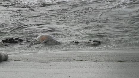 Pregnant-harbor-seal-laboring-in-the-sand