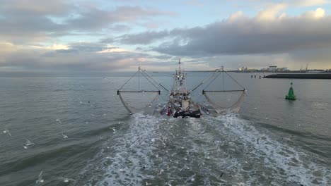 Flock-of-seagulls-following-Dutch-shrimp-boat-going-out-to-sea,-aerial