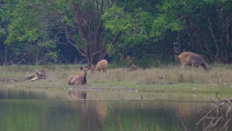 Sambar-Deer,-Rusa-unicolor-and-Darter,-Anhinga,-Thailand