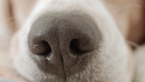 An-extreme-close-up-of-a-beagle's-nose,-shot-handheld