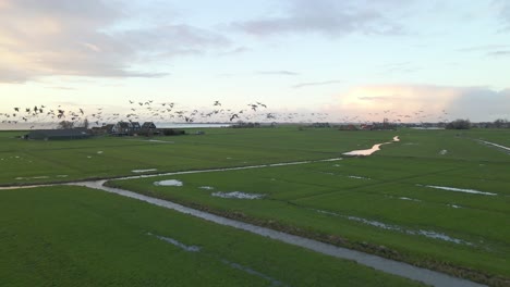 Farmland-in-Netherlands-with-flock-of-birds-flying-through-sky,-sunrise