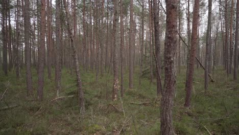 Panoramic-Walk-Through-Forest-of-Young-Pine-Trees-on-a-Cloudy-Gloomy-Day