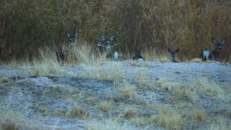 Herd-Of-Deer-Peering-Over-Mound-At-Pleasant-Valley-In-Bishop,-California