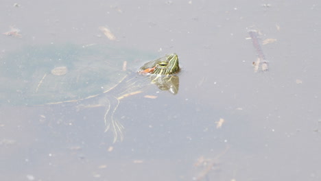 View-Of-A-Brazilian-Red-eared-Slider-Turtle-With-Its-Head-Above-Water-In-The-Pond-Near-Saitama,-Japan---close-up