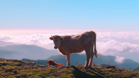 Tracking-shot-of-Portuguese-cow-grazing-on-top-of-mountain-during-sunny-day-and-blue-sky-on-Madeira-Island