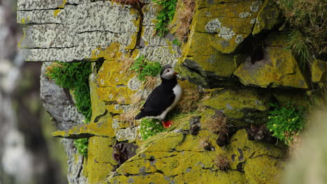 Zoom-in-shot-of-two-puffins-in-the-cliffs-of-Látrabjarg,-Iceland