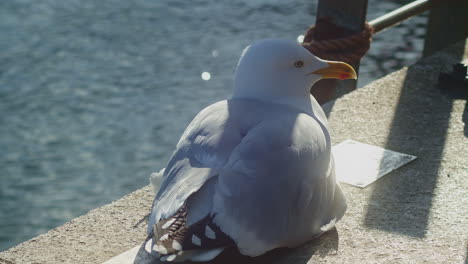 Sea-gull-rests-in-shade-on-stone-pier-overlooking-water,-close